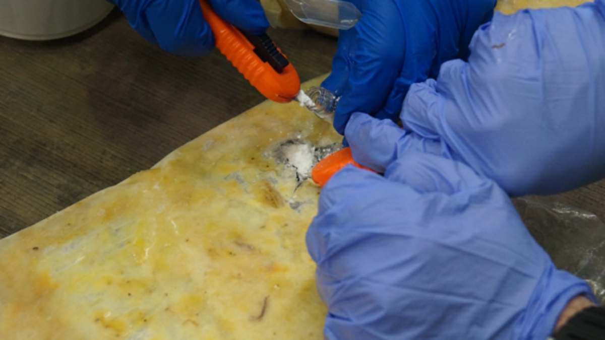 Cocaine bust: 550kg drugs hidden in banana pulp as police arrest Sydney ...