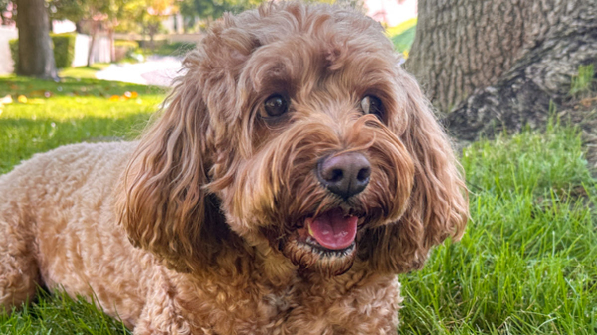 Australia's most popular dog breed comes with a drawback, new study ...