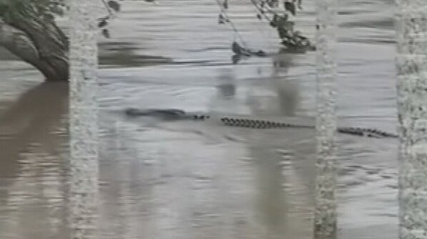 Remarkable stories have also emerged of local heroes navigating crocodile-infested waters to help strangers stuck in trees. Queensland floods.