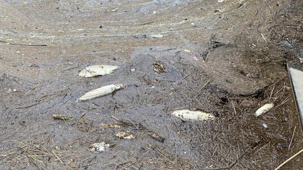Fish Kill