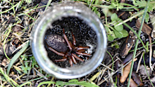A rare teyl spider has been discovered in Perth's bushland.