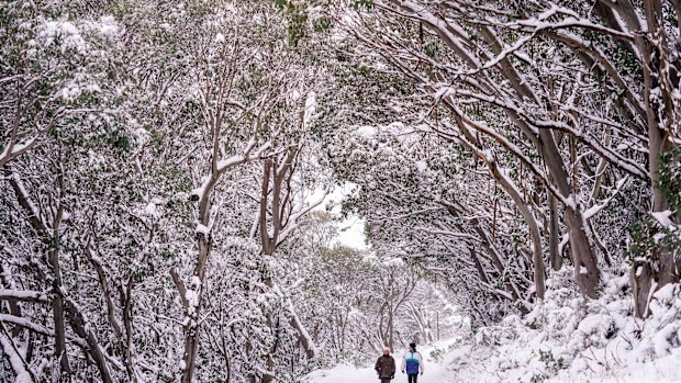 Around 15cm of snow was recorded at the Falls Creek resort on Sunday.