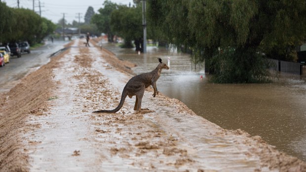 A sodden kangaroo looking for high ground  makes its way across the levee wall in Echuca.