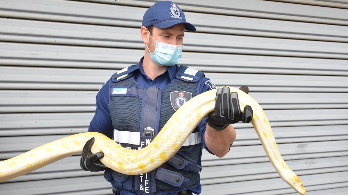 Burmese Python snake seized from Ballarat property in Victoria | Nine ...