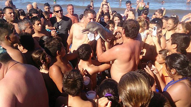 The baby dolphin is surrounded by a crowd of beachgoers, unprotected from the hot sun.