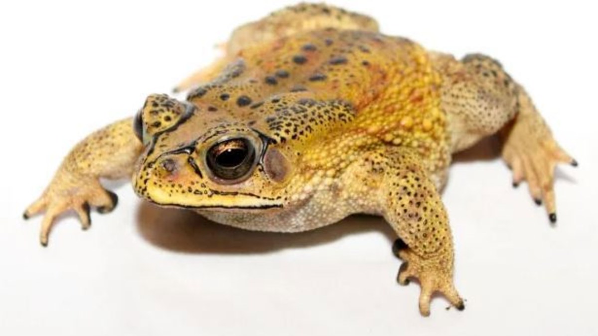 Asian black-spined toad: Rare, dangerous toad found in Melbourne | Nine ...