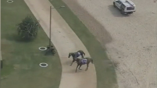 Two horses have been retrieved after escaping from the Magic Millions beach race on the Gold Coast.