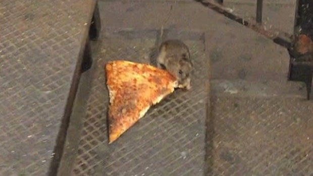 A rat tries to carry some food down some stairs in New York at 1am. By the end of the day it's been written about the world over.
