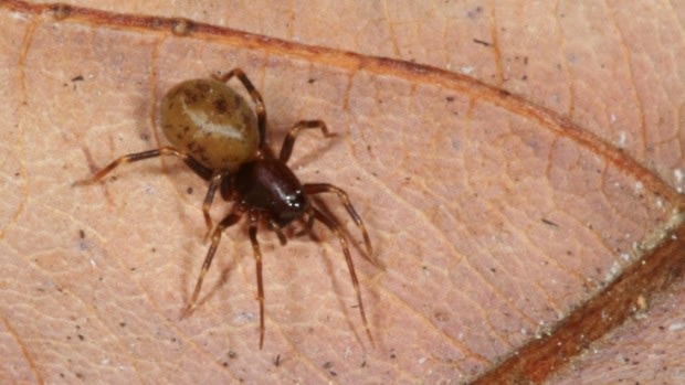 One of the tiny species of trap-door spider in New Zealand may have the fastest jaw strike.