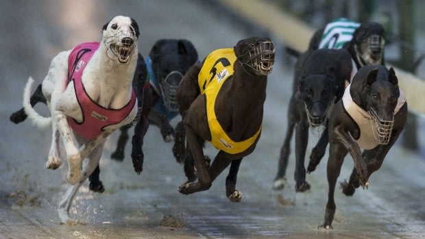 Hot dogs: Sky Racing's blackout has resulted in a surge in betting on greyhound racing.