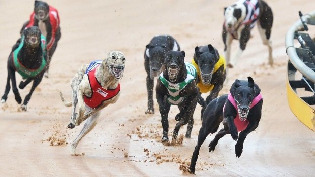 Greyhound trainers caught live-baiting will now face more hefty penalties.