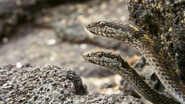 Galapagos snakes from Sir David Attenborough's <i>Planet Earth II</i>.