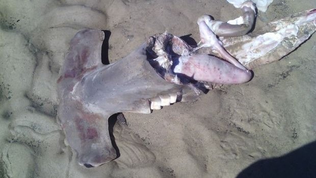 A hammerhead shark carcass found on a beach at Elliott Heads, near Bundaberg.