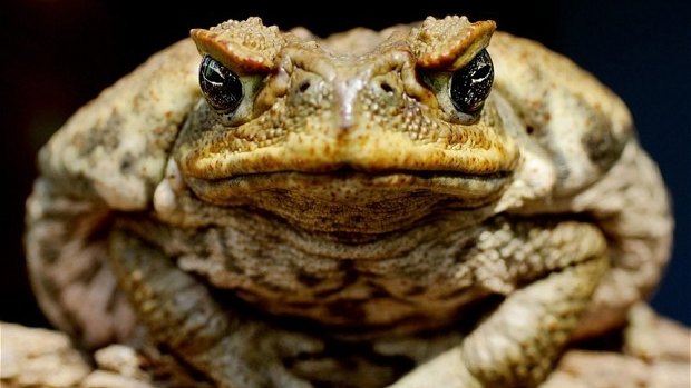 Cane toads are slow to adapt to colder climates, a study has found.