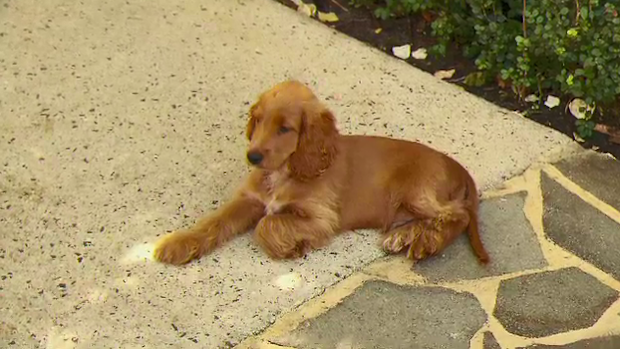 Teddy was missing for a week before being returned to his Swanbourne family. (9News)