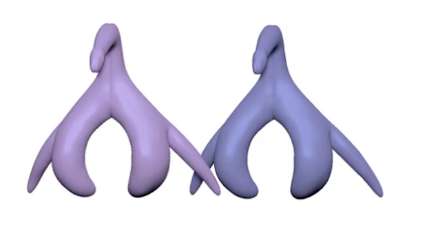 Clitoris model