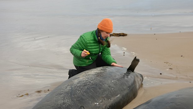 Mass stranding of more than 150 false killer whales at Arthur River in Tasmania's far north-west 19.02.25