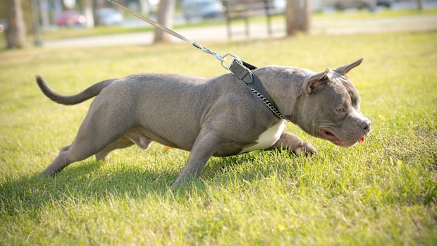 Young American bull terrier dog on grass