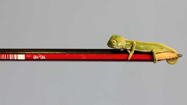 Baby chameleon on pencil