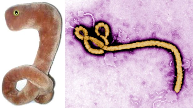 Ebola virus plush toy