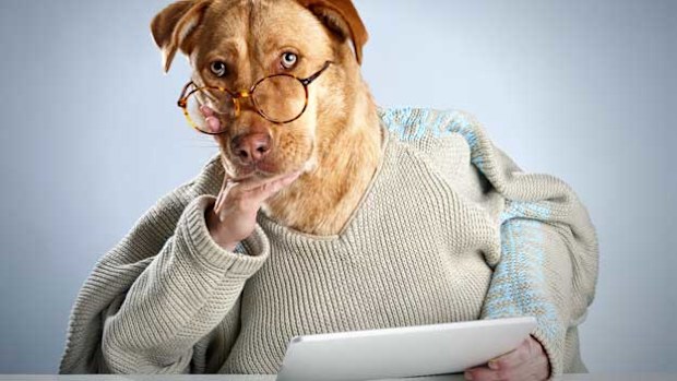 Dog wearing sweater and glasses reading newspaper.