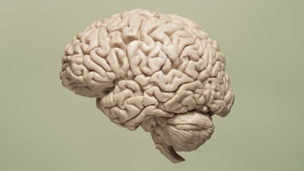 Brain