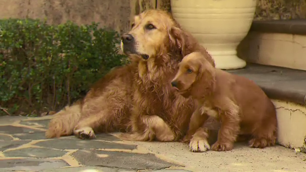 Teddy the 10-week-old spoodle with his mother. (9News)