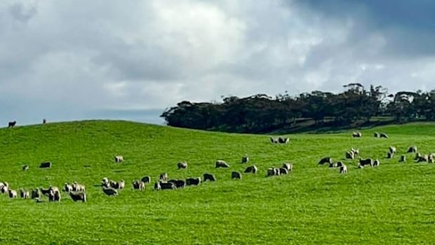 Farmer wants drought declared in South Australia - his fields in 2022.
