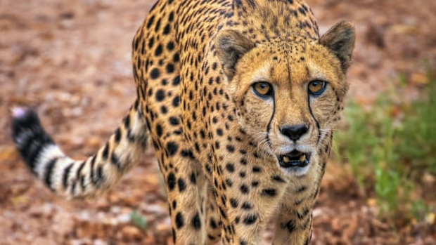 A cheetah at Phoenix Zoo.