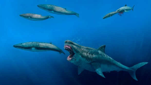 This illustration provided by J. J. Giraldo depicts a 16-meter (52-foot) Otodus megalodon shark predating on an 8-meter (26-foot) Balaenoptera whale in the Pliocene epoch, between 5.4 to 2.4 million years ago.