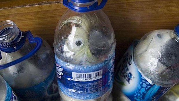 A smuggler stuffed these rare Indonesian yellow-crested cockatoos inside plastic water bottles. (Supplied)