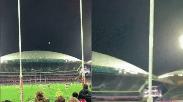 Port Adelaide falcon