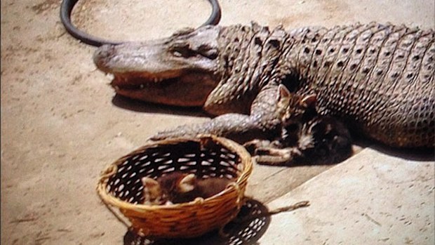 A cat snuggles up to an alligator found inside a box shelter at a house in Los Angeles. 