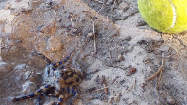 The deadly blue ringed octopus.