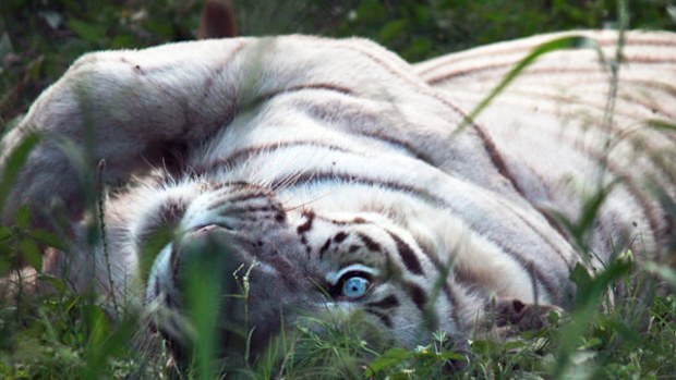 White tigers can be found at a number of zoos across India (Photo credit should read Azam Husain/Barcroft India / Barcroft Media via Getty Images)