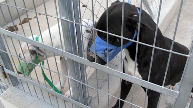  Two of the five dogs, all crosses between pit bulls and bull terriers, in a cage of a kennel of Els Poblets, that fatally attacked a man in Beniarbeig on February 18, 2017. Source: AFP