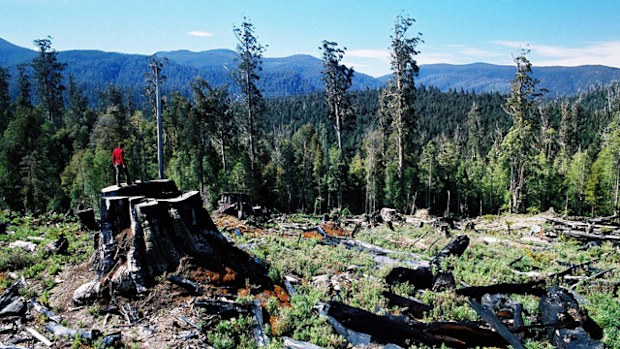 An area of the Tasmania's Styx forest after logging has taken place (2003). Source: AAP