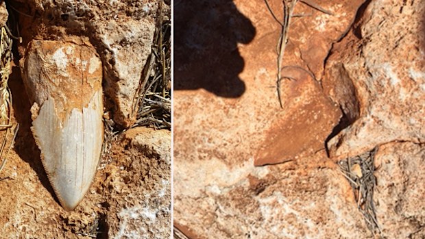 The fossilised tooth in the Cape Range National Park before (left) and after (right). Picture: Department of Biodiversity, Conservation and Attractions