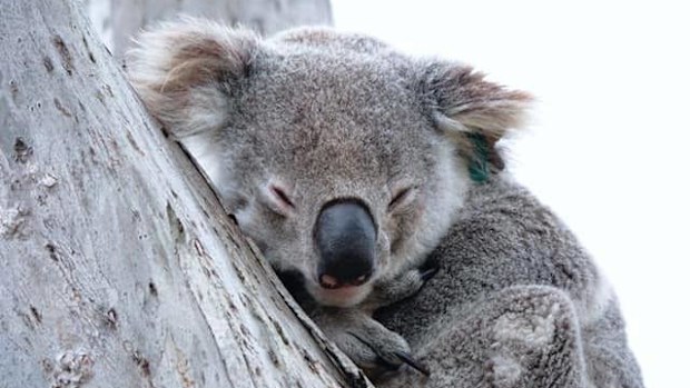 The male marsupial, who was a local of Lake Cathie for 15 years, was found dead this week.