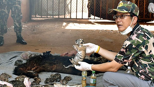 A Thai wildlife official displays carcasses of dead tiger cubs found during a raid at the Tiger Temple in Kanchanaburi Province, Thailand. (AAP)