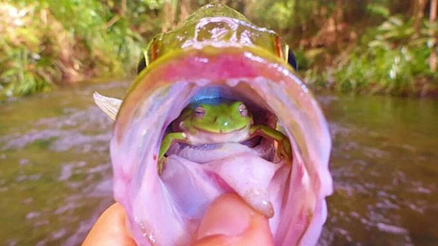 The frog leapt from the mouth moments after this photo was taken.