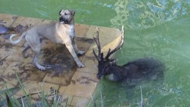 The unknown dog chased the deer into a backyard pool in Helensburgh last week. (Facebook)