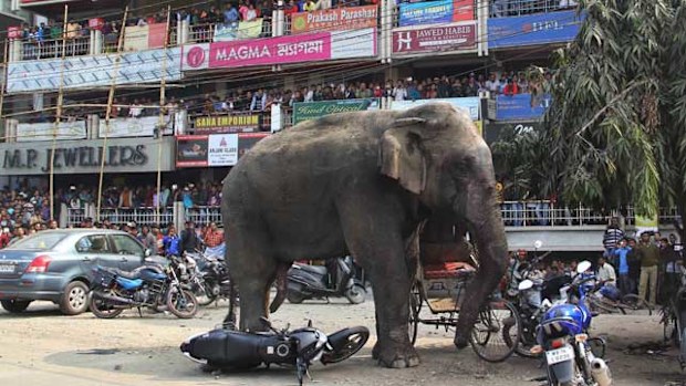The elephant stands still after being tranquilised. (AP)