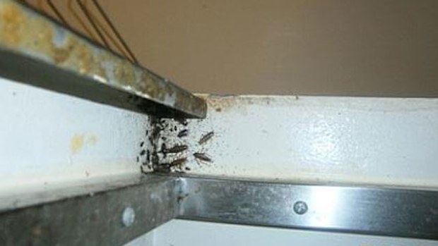 Council inspectors found the DM Restaurant &amp; Jazz Bar kitchen was infested with cockroaches. (Supplied)
