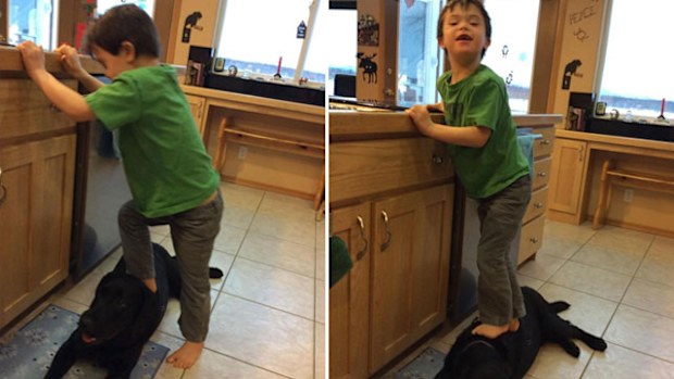 Sarah Palin's son Trigg using the family dog as a "stepping stone".