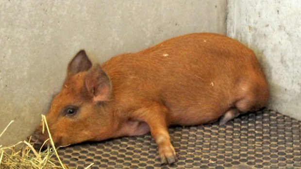 Ash, a young domestic dwarf pig, which was smuggled into the Gabba disguised as a baby. A man has been charged with animal cruelty (AAP).