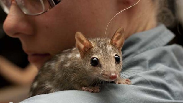 The endangered northern quoll, a mammal species native to Australia. (AAP)