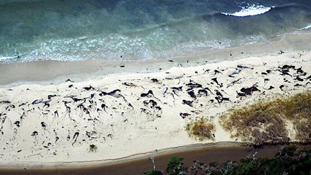 Dead whales found in the Chilean Patagonia seashore, near the port of Aysen. (AFP)