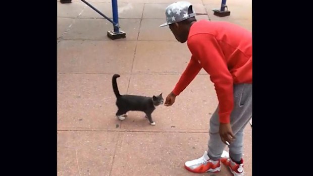 The man lured the cat toward him before giving it a savage booting (Supplied).