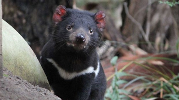 Jasper, a four-year-old male, was one of four devils sent to the US as part of a breeding program. (Supplied)